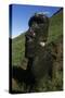 Chile, Easter Island, Rapa-Nui National Park, Rano Raraku, Anthropomorphic 'Moai' Monoliths-null-Stretched Canvas