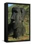 Chile, Easter Island, Rapa-Nui National Park, Rano Raraku, Anthropomorphic 'Moai' Monoliths-null-Framed Stretched Canvas