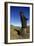 Chile, Easter Island, Rapa-Nui National Park, Rano Raraku, Anthropomorphic 'Moai' Monoliths-null-Framed Giclee Print