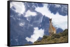 Chile, Guanaco-George Theodore-Framed Stretched Canvas