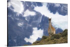 Chile, Guanaco-George Theodore-Stretched Canvas