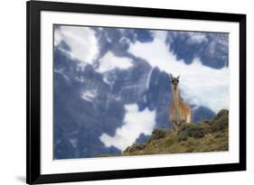 Chile, Guanaco-George Theodore-Framed Photographic Print