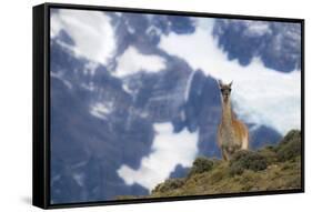 Chile, Guanaco-George Theodore-Framed Stretched Canvas