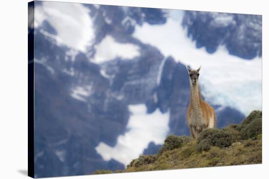 Chile, Guanaco-George Theodore-Stretched Canvas