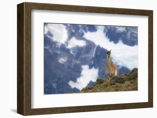 Chile, Guanaco-George Theodore-Framed Photographic Print