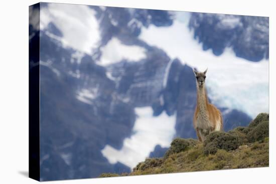 Chile, Guanaco-George Theodore-Stretched Canvas