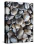 Chile, Los Lagos Region, Puerto Montt, Angelmo Harbor Market, Clams-Walter Bibikow-Stretched Canvas