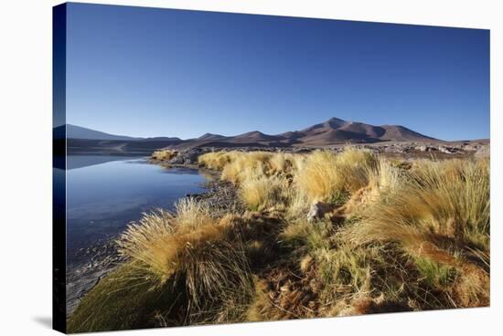 Chile, National Park Nevado Tres Cruzes, Laguna Santa Rose, Ischu Grass-Jutta Ulmer-Stretched Canvas