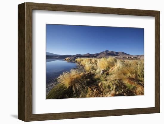 Chile, National Park Nevado Tres Cruzes, Laguna Santa Rose, Ischu Grass-Jutta Ulmer-Framed Photographic Print