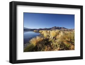 Chile, National Park Nevado Tres Cruzes, Laguna Santa Rose, Ischu Grass-Jutta Ulmer-Framed Photographic Print