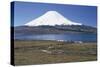 Chile, Norte Grande, Tarapacá, View of Chungara Lake and Parinacota Volcano in Andes Mountains-null-Stretched Canvas