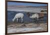 Chile, Pakana, Semi-Wild Llamas Drinking at the Tara Salt Lake-Mallorie Ostrowitz-Framed Photographic Print