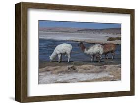 Chile, Pakana, Semi-Wild Llamas Drinking at the Tara Salt Lake-Mallorie Ostrowitz-Framed Photographic Print