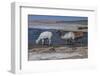 Chile, Pakana, Semi-Wild Llamas Drinking at the Tara Salt Lake-Mallorie Ostrowitz-Framed Photographic Print