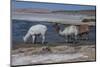 Chile, Pakana, Semi-Wild Llamas Drinking at the Tara Salt Lake-Mallorie Ostrowitz-Mounted Photographic Print