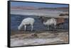 Chile, Pakana, Semi-Wild Llamas Drinking at the Tara Salt Lake-Mallorie Ostrowitz-Framed Stretched Canvas