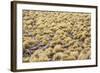 Chile, Pampas Incahuasi, Ischu Grass-Jutta Ulmer-Framed Photographic Print