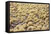 Chile, Pampas Incahuasi, Ischu Grass-Jutta Ulmer-Framed Stretched Canvas