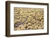 Chile, Pampas Incahuasi, Ischu Grass-Jutta Ulmer-Framed Photographic Print