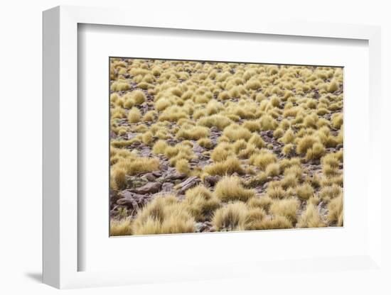 Chile, Pampas Incahuasi, Ischu Grass-Jutta Ulmer-Framed Photographic Print