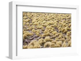 Chile, Pampas Incahuasi, Ischu Grass-Jutta Ulmer-Framed Photographic Print