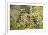 Chile, Patagonia. Austral thrush eating calafate berry.-Jaynes Gallery-Framed Premium Photographic Print