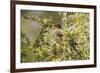 Chile, Patagonia. Austral thrush eating calafate berry.-Jaynes Gallery-Framed Premium Photographic Print