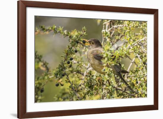 Chile, Patagonia. Austral thrush eating calafate berry.-Jaynes Gallery-Framed Premium Photographic Print