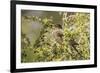 Chile, Patagonia. Austral thrush eating calafate berry.-Jaynes Gallery-Framed Premium Photographic Print