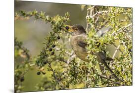 Chile, Patagonia. Austral thrush eating calafate berry.-Jaynes Gallery-Mounted Premium Photographic Print