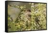 Chile, Patagonia. Austral thrush eating calafate berry.-Jaynes Gallery-Framed Stretched Canvas