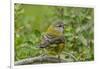 Chile, Patagonia. Black-chinned siskin on limb.-Jaynes Gallery-Framed Photographic Print