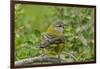 Chile, Patagonia. Black-chinned siskin on limb.-Jaynes Gallery-Framed Photographic Print