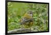 Chile, Patagonia. Black-chinned siskin on limb.-Jaynes Gallery-Framed Photographic Print