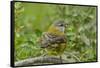 Chile, Patagonia. Black-chinned siskin on limb.-Jaynes Gallery-Framed Stretched Canvas