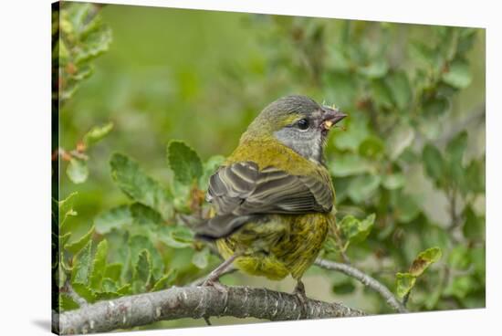Chile, Patagonia. Black-chinned siskin on limb.-Jaynes Gallery-Stretched Canvas