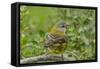 Chile, Patagonia. Black-chinned siskin on limb.-Jaynes Gallery-Framed Stretched Canvas