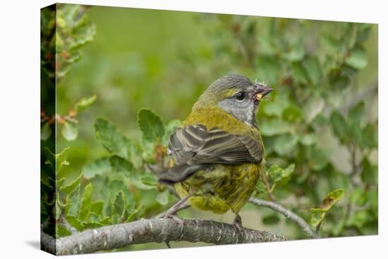 Chile, Patagonia. Black-chinned siskin on limb.-Jaynes Gallery-Stretched Canvas