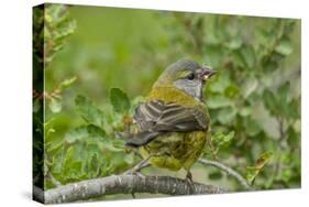 Chile, Patagonia. Black-chinned siskin on limb.-Jaynes Gallery-Stretched Canvas