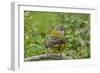 Chile, Patagonia. Black-chinned siskin on limb.-Jaynes Gallery-Framed Photographic Print