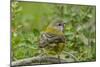 Chile, Patagonia. Black-chinned siskin on limb.-Jaynes Gallery-Mounted Photographic Print