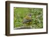 Chile, Patagonia. Black-chinned siskin on limb.-Jaynes Gallery-Framed Photographic Print