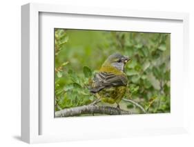 Chile, Patagonia. Black-chinned siskin on limb.-Jaynes Gallery-Framed Photographic Print