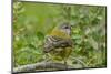 Chile, Patagonia. Black-chinned siskin on limb.-Jaynes Gallery-Mounted Photographic Print