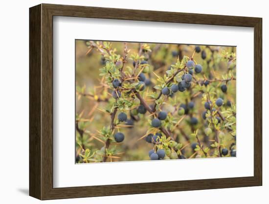 Chile, Patagonia. Calafate berries.-Jaynes Gallery-Framed Photographic Print