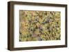 Chile, Patagonia. Calafate berries.-Jaynes Gallery-Framed Photographic Print