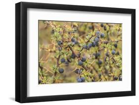 Chile, Patagonia. Calafate berries.-Jaynes Gallery-Framed Photographic Print