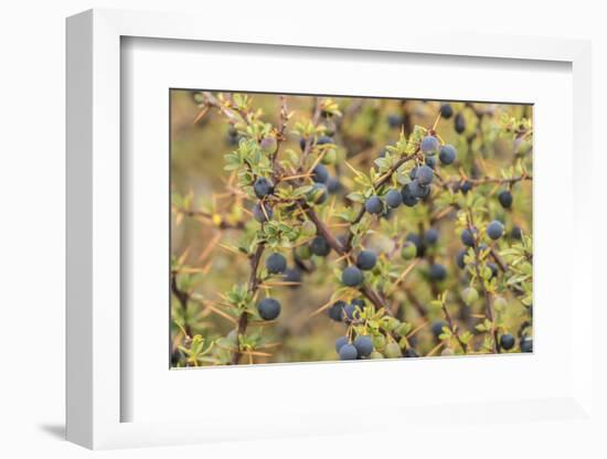 Chile, Patagonia. Calafate berries.-Jaynes Gallery-Framed Photographic Print