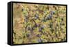 Chile, Patagonia. Calafate berries.-Jaynes Gallery-Framed Stretched Canvas