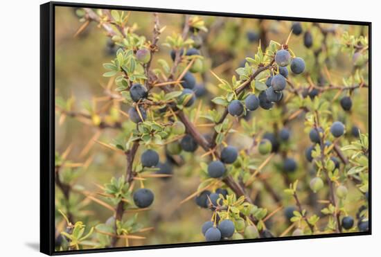 Chile, Patagonia. Calafate berries.-Jaynes Gallery-Framed Stretched Canvas